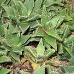 Faucaria tigrina Alia