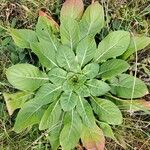 Oenothera biennisDeilen