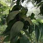 Acacia mangium Ліст