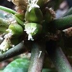 Euphorbia leuconeura Flor