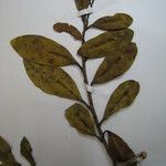 Moutabea guianensis अन्य