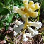 Orobanche crenata Kvet