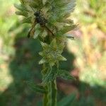 Solidago bicolor Maua