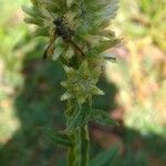 Solidago bicolor Flor