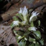 Obolaria virginica Fiore