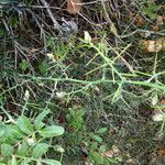 Asparagus horridus Bark