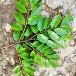 Pterocarpus soyauxii Levél