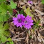 Geranium molle Blomma