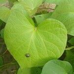 Ipomoea purpurea Folio