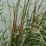 Typha domingensis Kvet