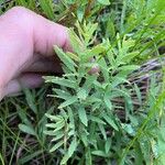 Comandra umbellata Leaf