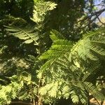 Albizia harveyi Leaf