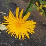 Hypochaeris radicata Blüte