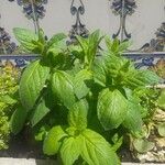 Mentha spicataYaprak