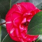 Camellia oleifera Blüte