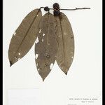 Diospyros kondor Fruto