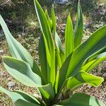Drimia maritima ഇല