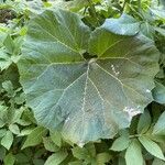 Petasites hybridusFuelha