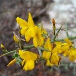 Genista scorpius Квітка