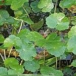 Hydrocotyle ranunculoides Feuille