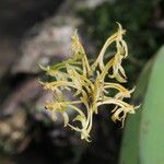 Angraecopsis parviflora Květ