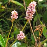 Persicaria amphibia Квітка