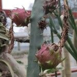 Acanthocereus tetragonus ഫലം