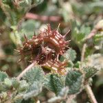 Medicago littoralis Fruit