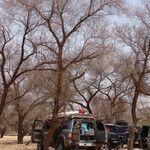 Vachellia nilotica Folha