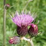 Cirsium rivulare Fula
