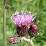 Cirsium rivulare फूल