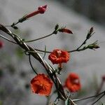 Ipomoea cristulata Flower