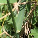 Poa cenisia Rusca