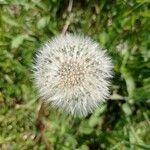 Taraxacum sect. TaraxacumFiore