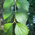 Philadelphus lewisii Leaf