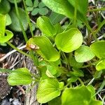 Parnassia sp.Fulla