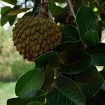 Annona crassiflora Ліст