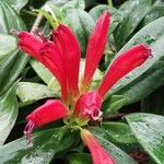 Aeschynanthus radicansFlower