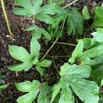 Hydrastis canadensis Leaf