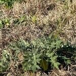 Cirsium vulgare ഇല