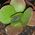 Kalanchoe tetraphylla 葉