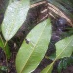 Swartzia arborescens Leaf