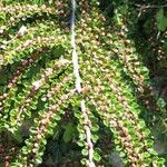 Cotoneaster nan-shan ഇല