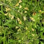 Capsella bursa-pastoris Fruit
