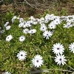 Anemone hortensisBlomma