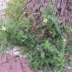 Bidens pilosa Habitat