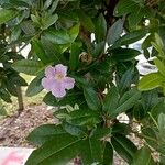 Tabebuia heterophyllaFlower