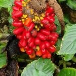 Amorphophallus paeoniifolius Frugt