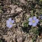 Linum lewisii 整株植物