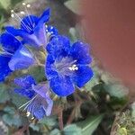 Phacelia campanularia 花